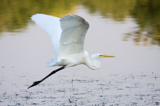 Great Egret flying to a different fishing spot.