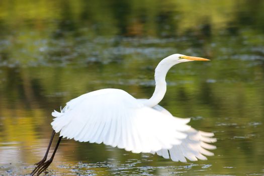 Great Egret fling to a new location.