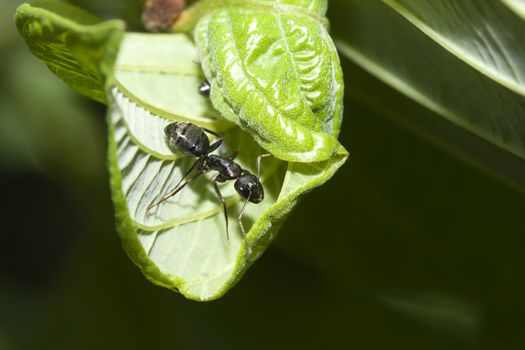 Black Ant walking on a green leaf.