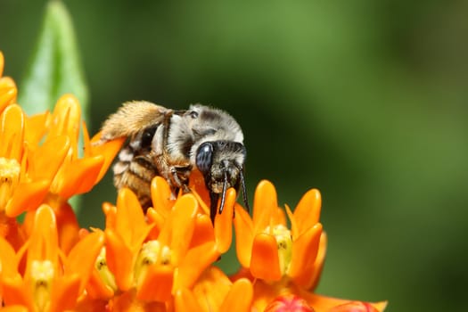 Golden Northern Bumblebee on an orange flower.