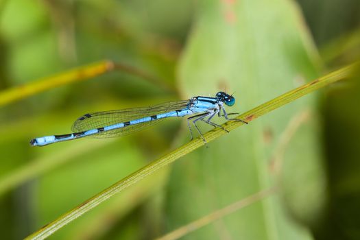 Common Blue Damselfly perched on a stem.