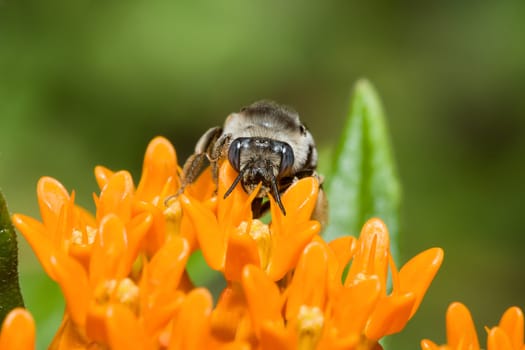 Golden Northern Bumblebee looking at the camera.