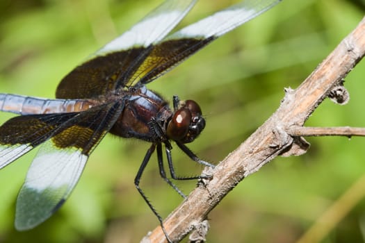 Widow Skimmer Dragonfly perched on a branch.