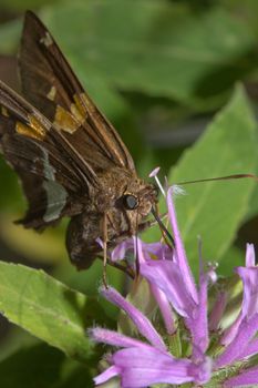 Gray hairstreak Butterfly, Strymon melinus. Found throughout North America,