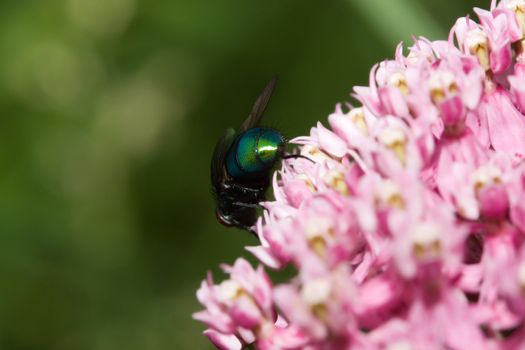 Greenbottle Fly 'Blow Fly' (Phaenicia sericata) from behind on a plant.