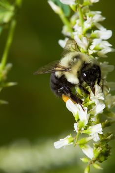 Golden Northern Bumblebee on a white flower.