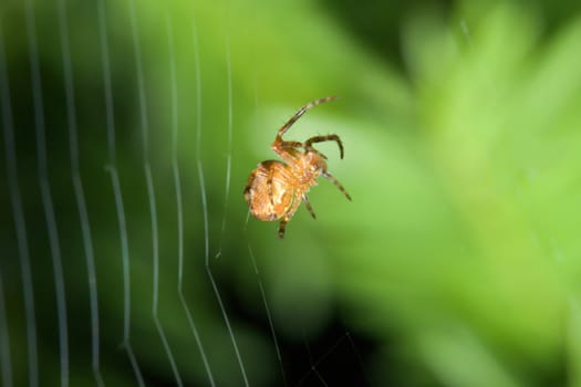 Female Cobweb Spider working on her web.