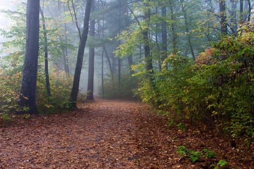 Autumn Forest Colors early in the month of October.