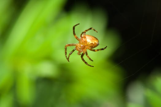 Female Cobweb Spider working on it's web.