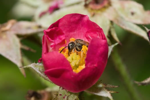 Squash Bee looks like it's sleeping in a flower.