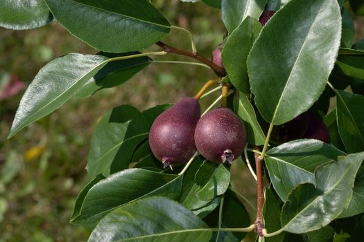 Small red pears growing on the tree.