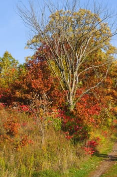 Colors of the fall out in the forest.