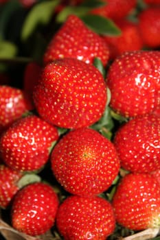 A closeup view of fresh and juicy strawberries.