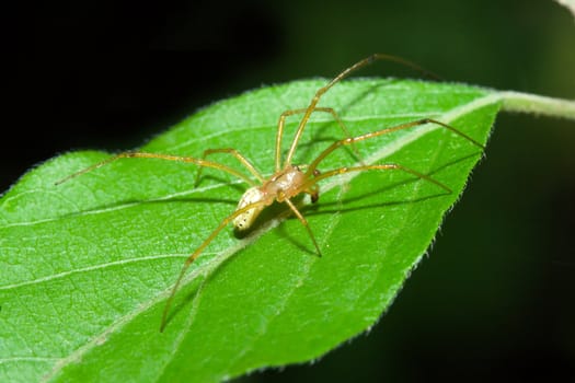 Female Cobweb Spider walking on a leaf.