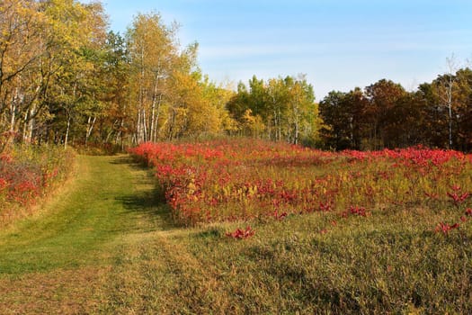 Fall colors in the meadow from Minnesota.