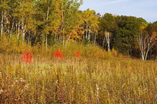 Colors of the fall out in the forest.