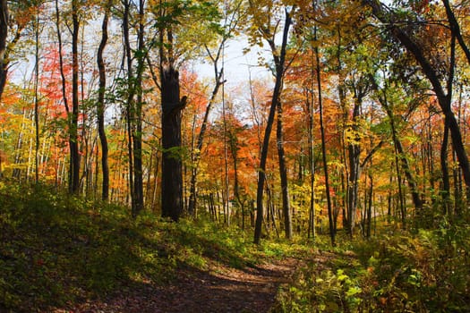 An old forest road leads into the fall foliage.