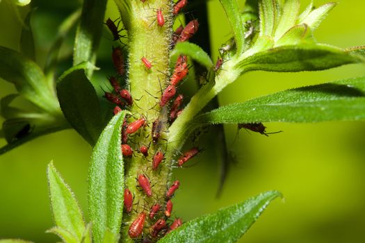 Dozens of aphids on a plant stem.