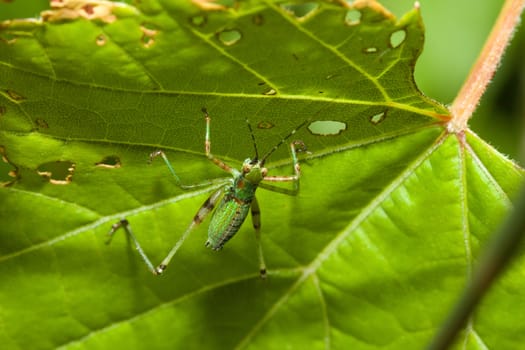 Bush Cricket (Tettigoniidae) crawling across a leaf upside down.