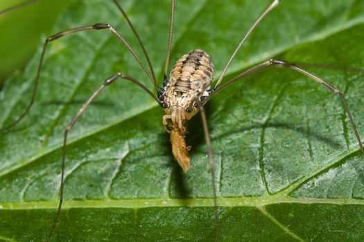 Harvestman on a leaf eating a Bug.