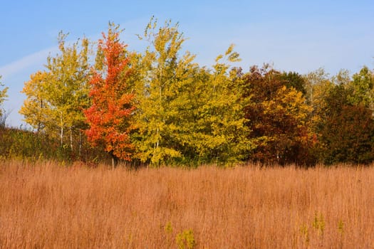 A colorful set of autumn trees late in the fall.