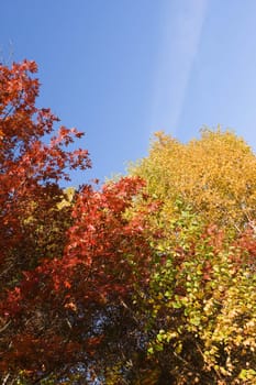 Colorful trees against a bright blue sky.