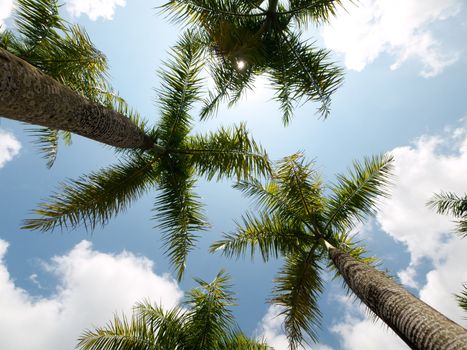 Coconut trees with cloudy sky in Malaysia