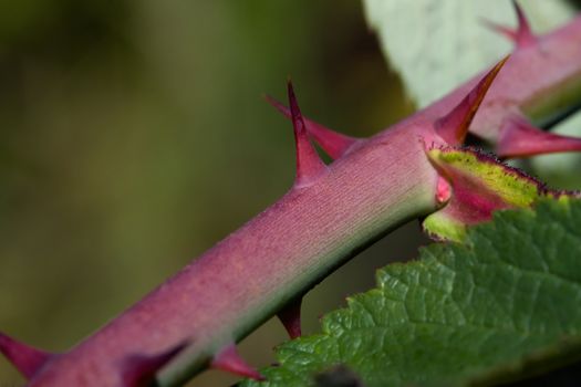 A set of thorns on a rose stem.