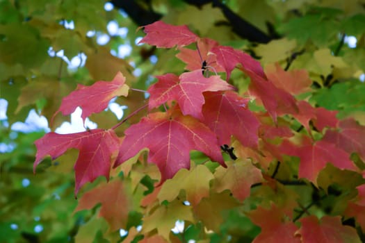 2009 was a great year for fall colors.