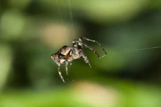 Marbled Orb-Weaver Spider (Araneus marmoreus) repairing it's web.