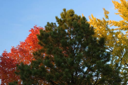 Background image of three trees and blue sky.