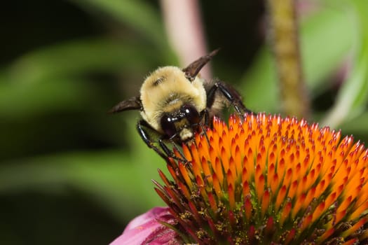 Golden Northern Bumblebee on a cone flower.