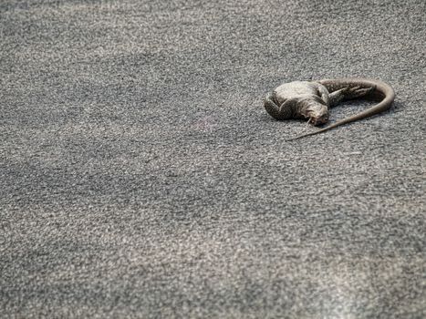 Dead iguana on the road in Malaysia