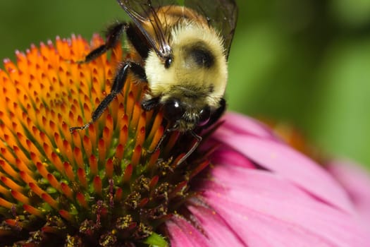 Golden Northern Bumblebee on a cone flower.