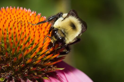 Golden Northern Bumblebee on a cone flower.