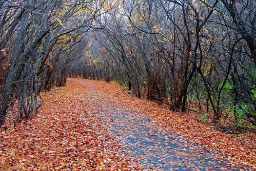 A lazy colorful walk under the tree arch.