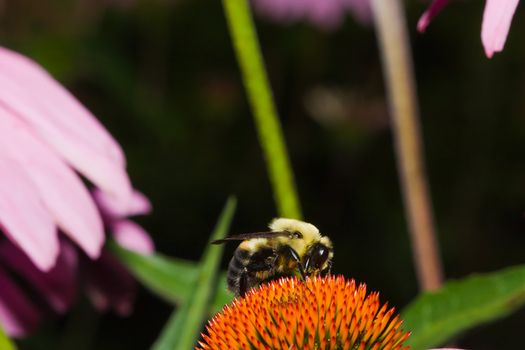 Golden Northern Bumblebee on a cone flower.