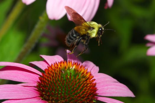 Golden Northern Bumblebee flying off of a Cone Flower.