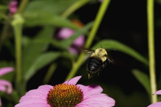 Golden Northern Bumblebee flying away from a cone flower.