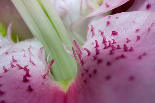 A Close up shot of an Lily pedal.