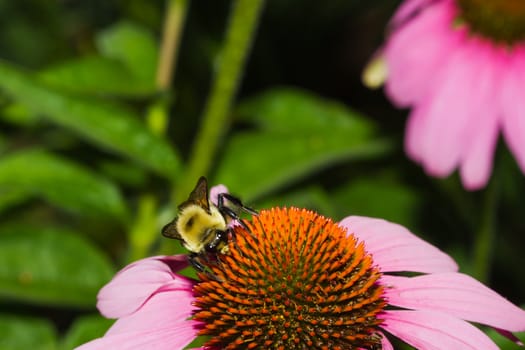 Golden Northern Bumblebee on a cone flower.