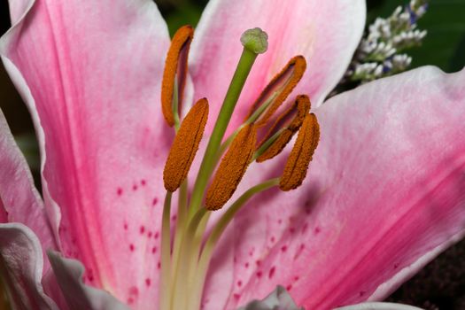 Picture of romantic pink lily up close.