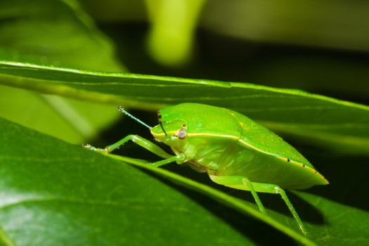 Green stink bug or shield bug (Nezara viridula) on a plant.