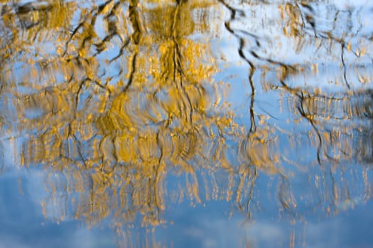 The reflections of a tree in the fall.