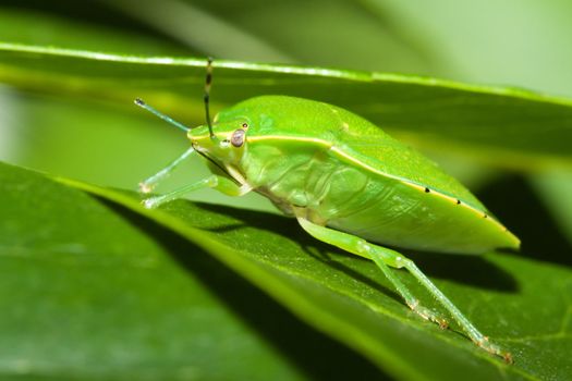 Green shield bug (Acrosternum sp.) on a leaf.