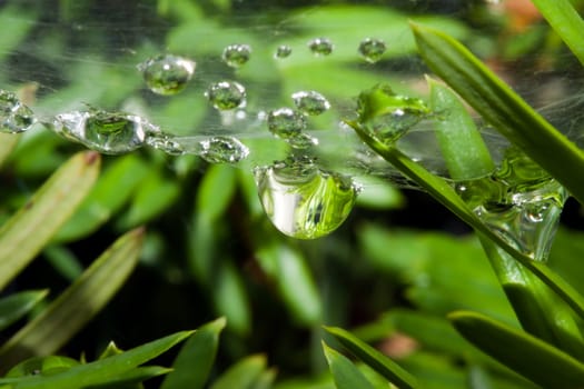 Heavy dew on section of a spider web.