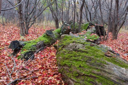 Dead trees collecting moss in the fall season.