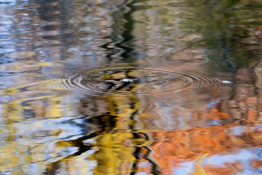 This is the true start of the winter months in Minnesota; when the colorful leaves start falling to the ground or water.