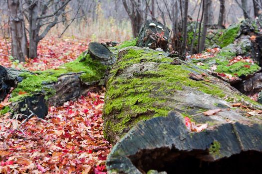 These downed trees collected a lot of moss throughout the years.