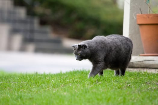 Gray Cat hunting small prey in a yard.